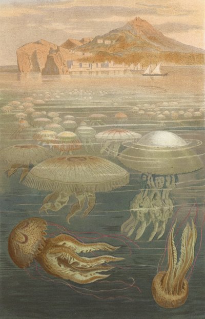 Umbrella Jellyfish by European School